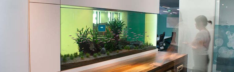 Aquarium Leasing & Servicing