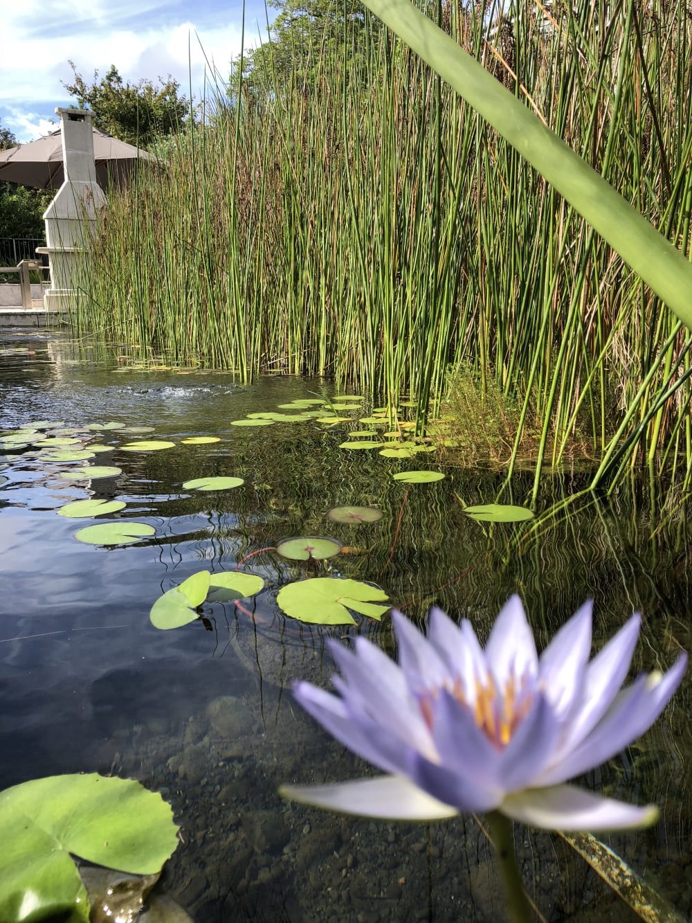 pond with reeds and lily pad flowers