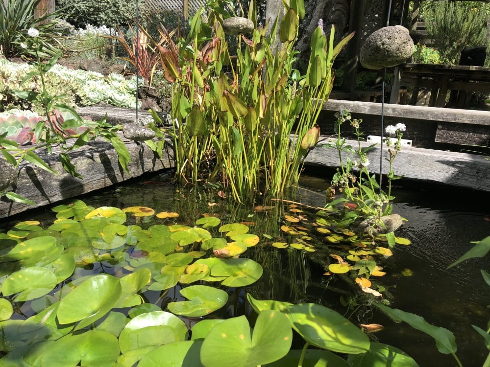 fish in pond with lily pads