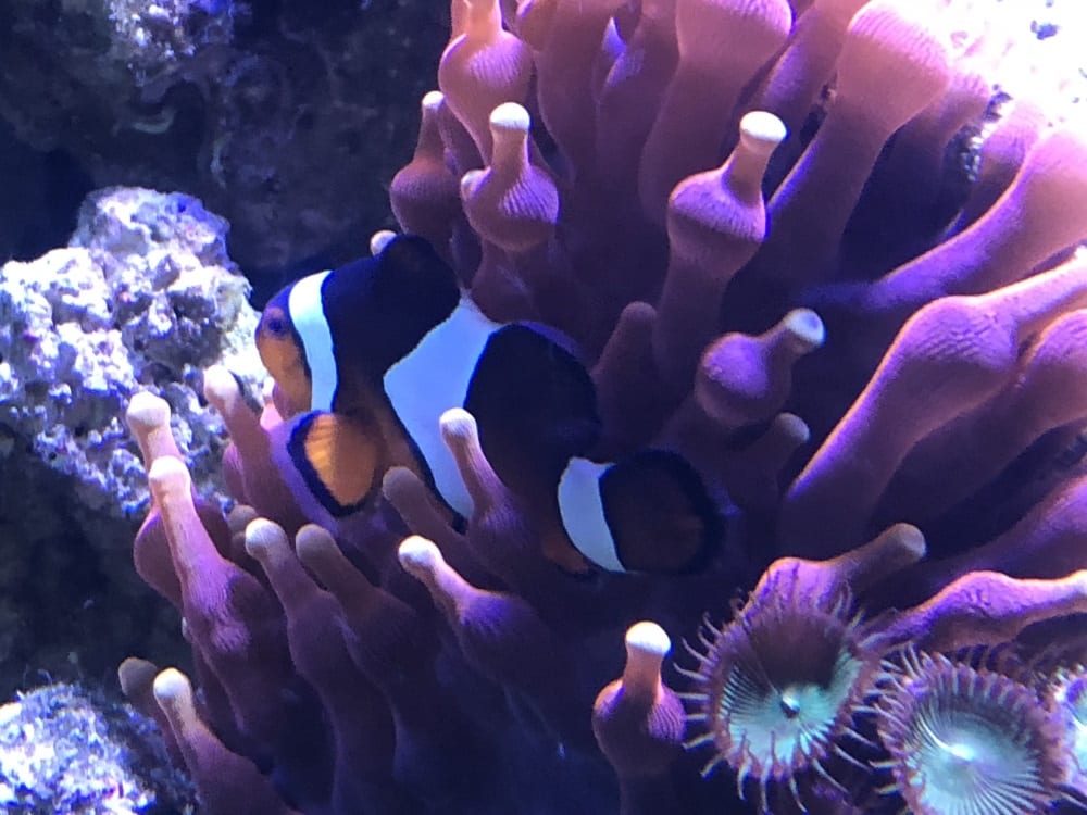 clown fish in fish tank