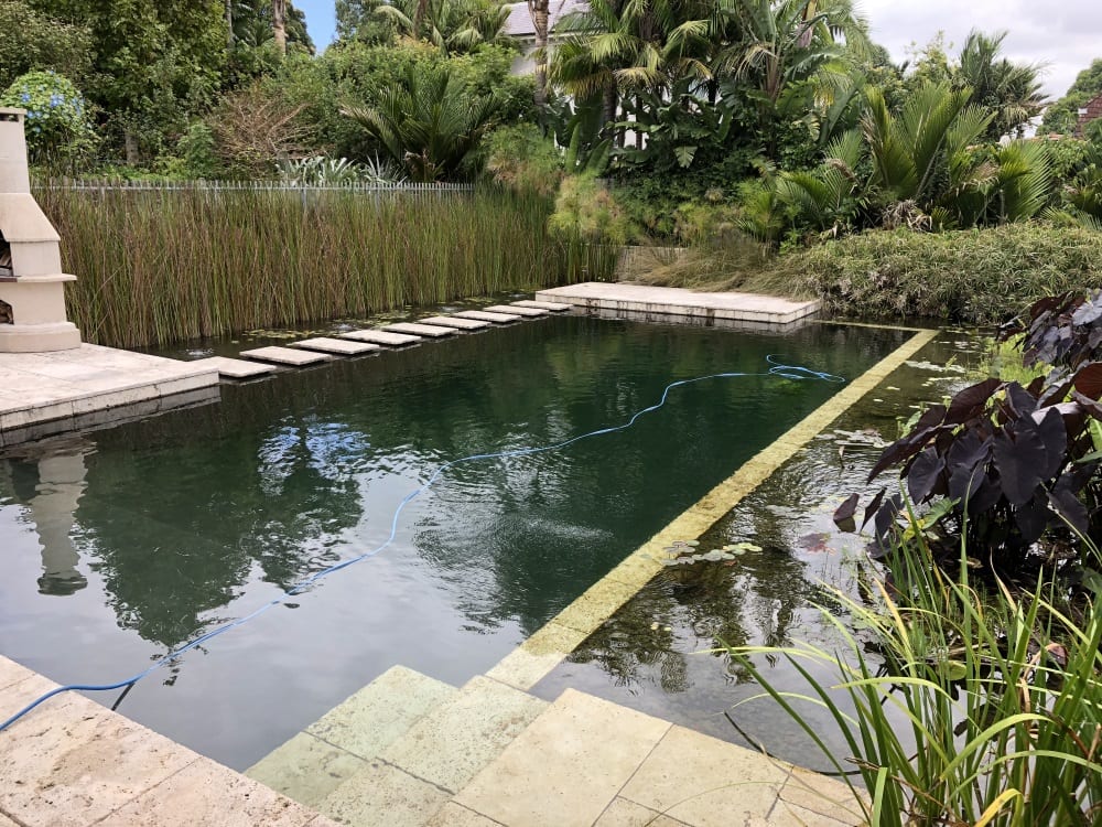 natural swim pool with plants