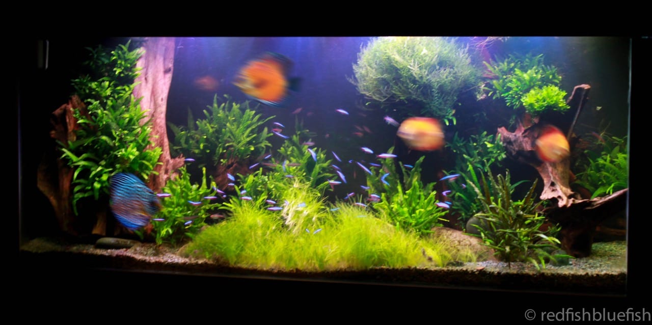 Garden-of-Eden fish tank