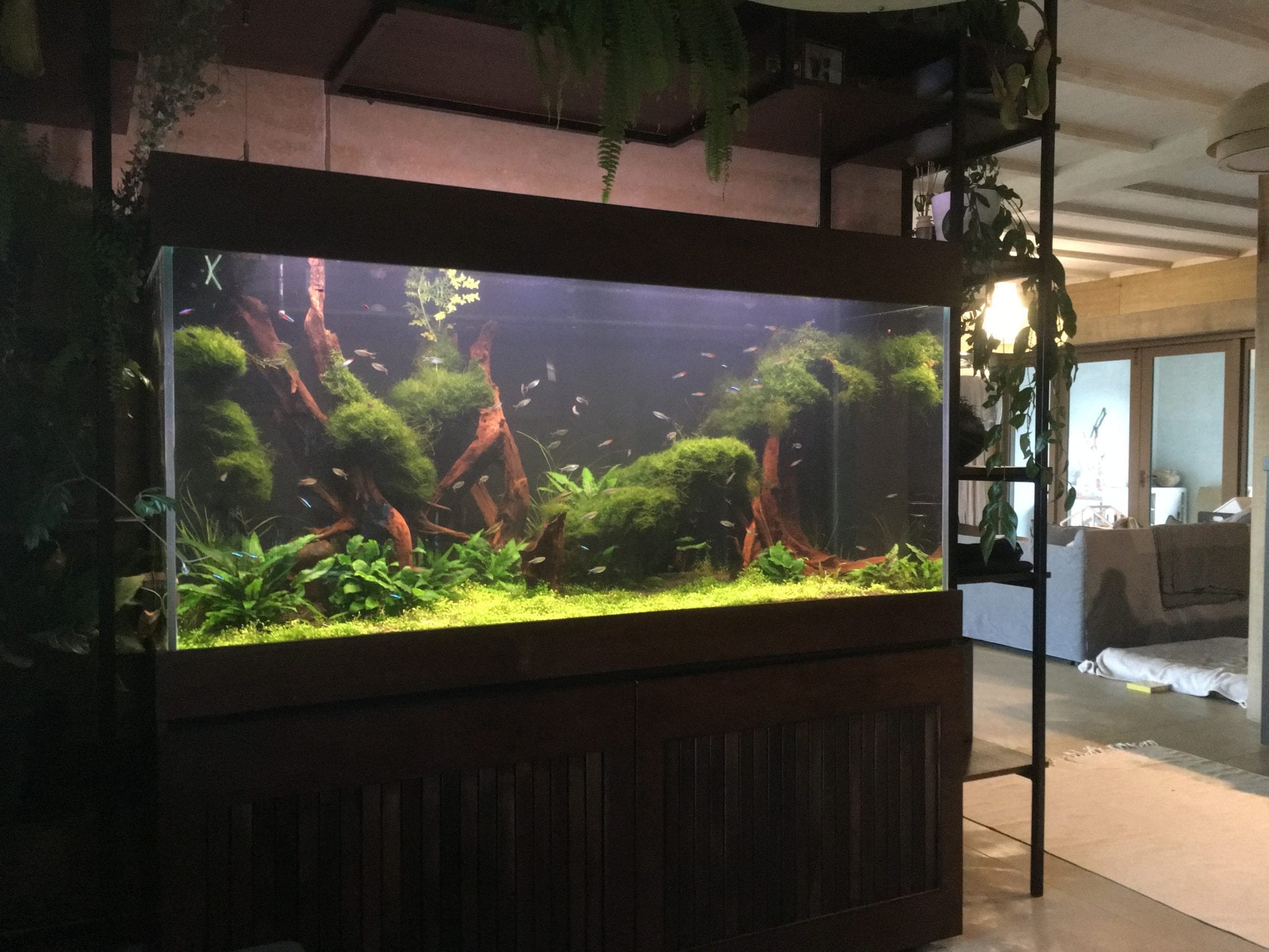 aquarium with many fish and living plants