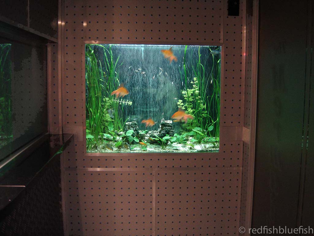 Fish tank installed at a night club