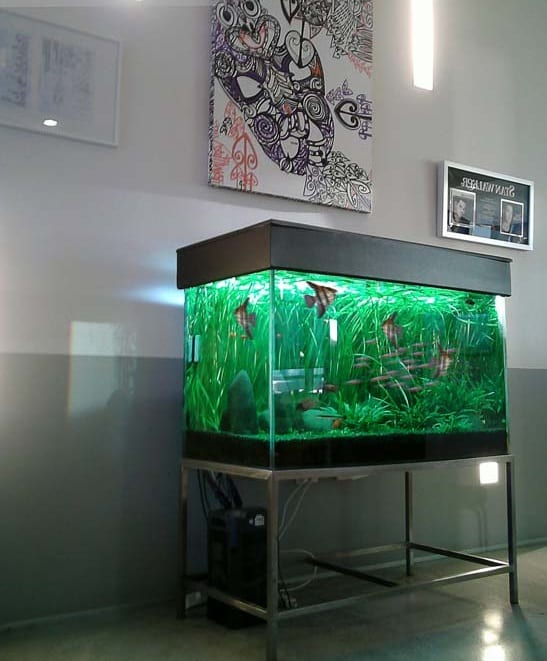 Rental Aquarium Maintenance