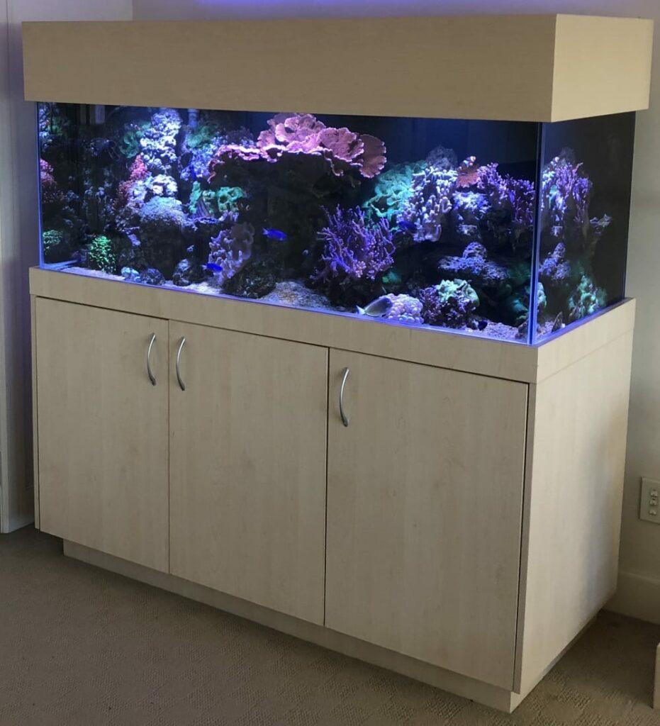 Aquariums & Fish Tanks Auckland Design, Installation & Cleaning