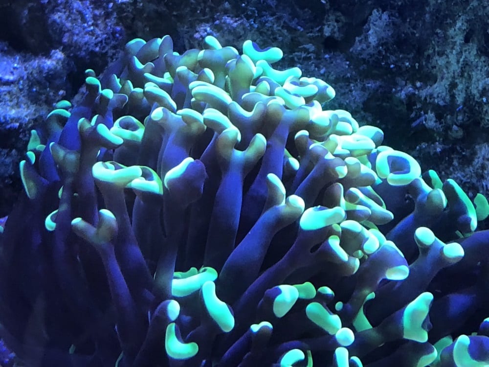 Aquariums troubleshooting