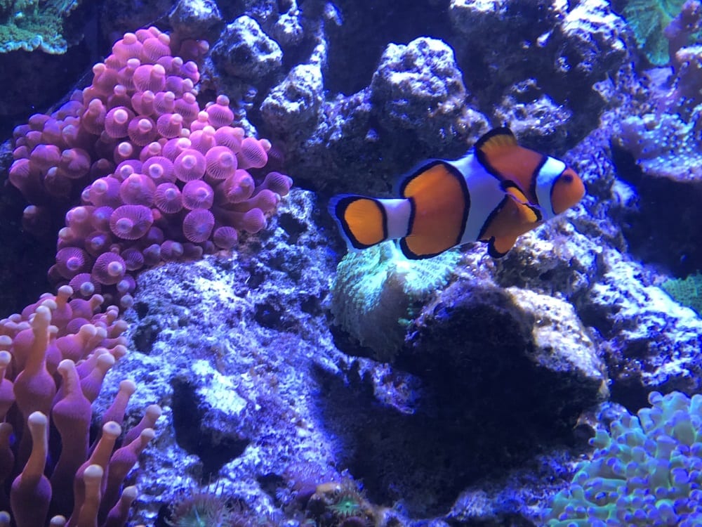 Products - Aquariums