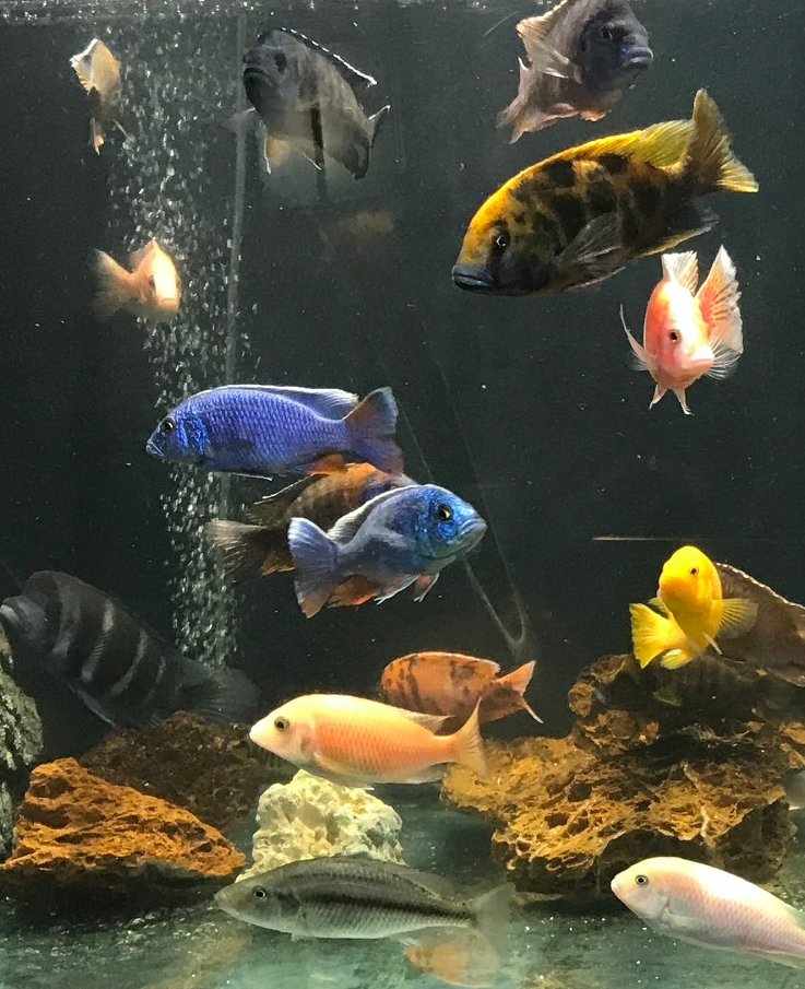 African Cichlid fish tank with black background