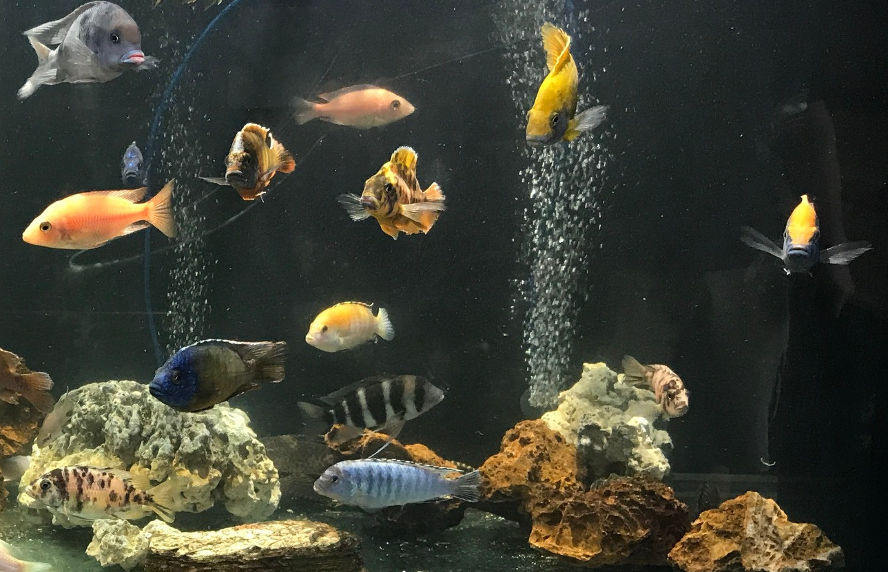 African Cichlid fish tank with black background