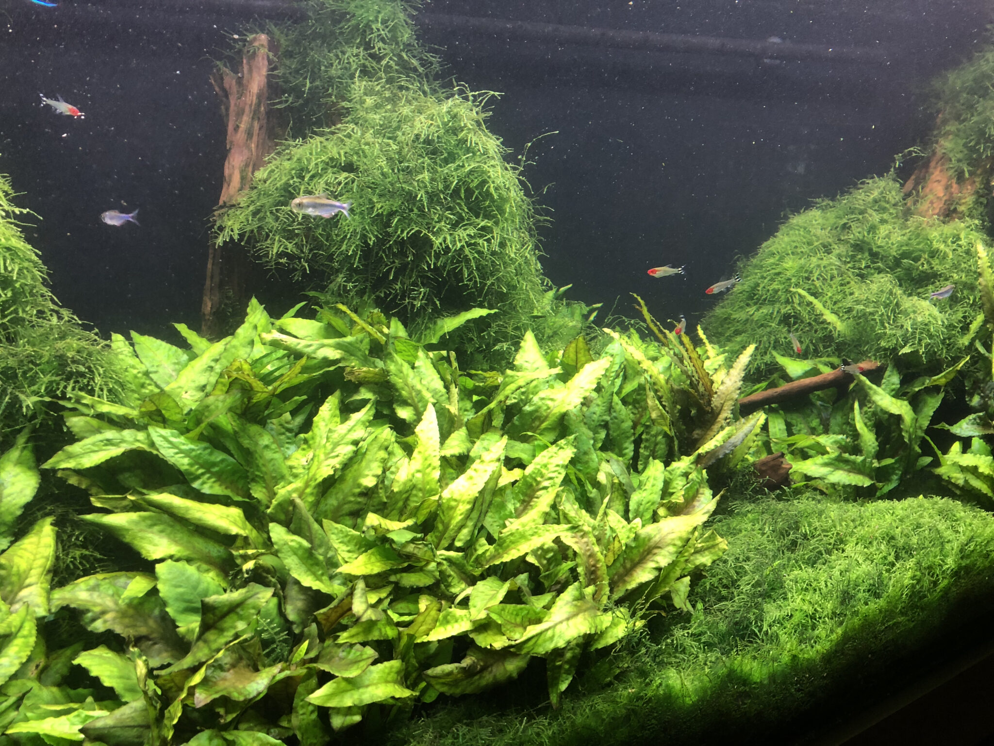 Java Moss & Fern freshwater aquarium