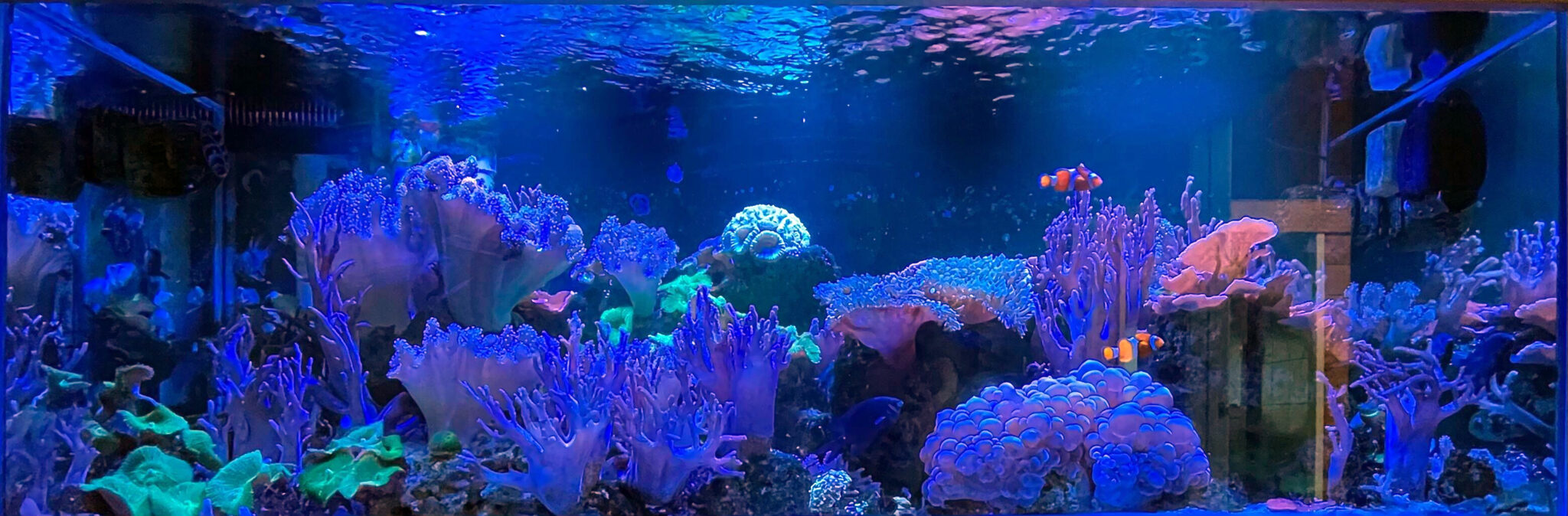 Leather Reef saltwater aquarium