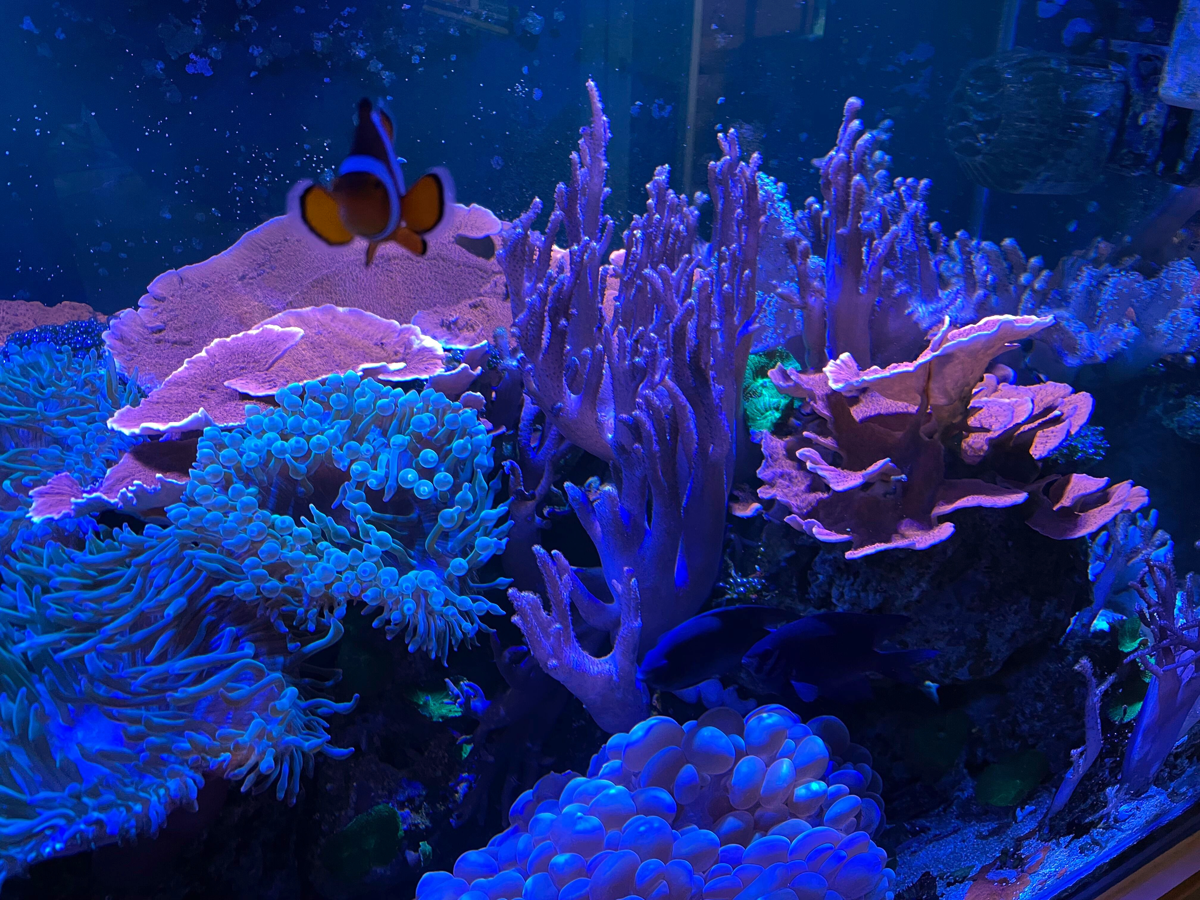 Leather Reef 2