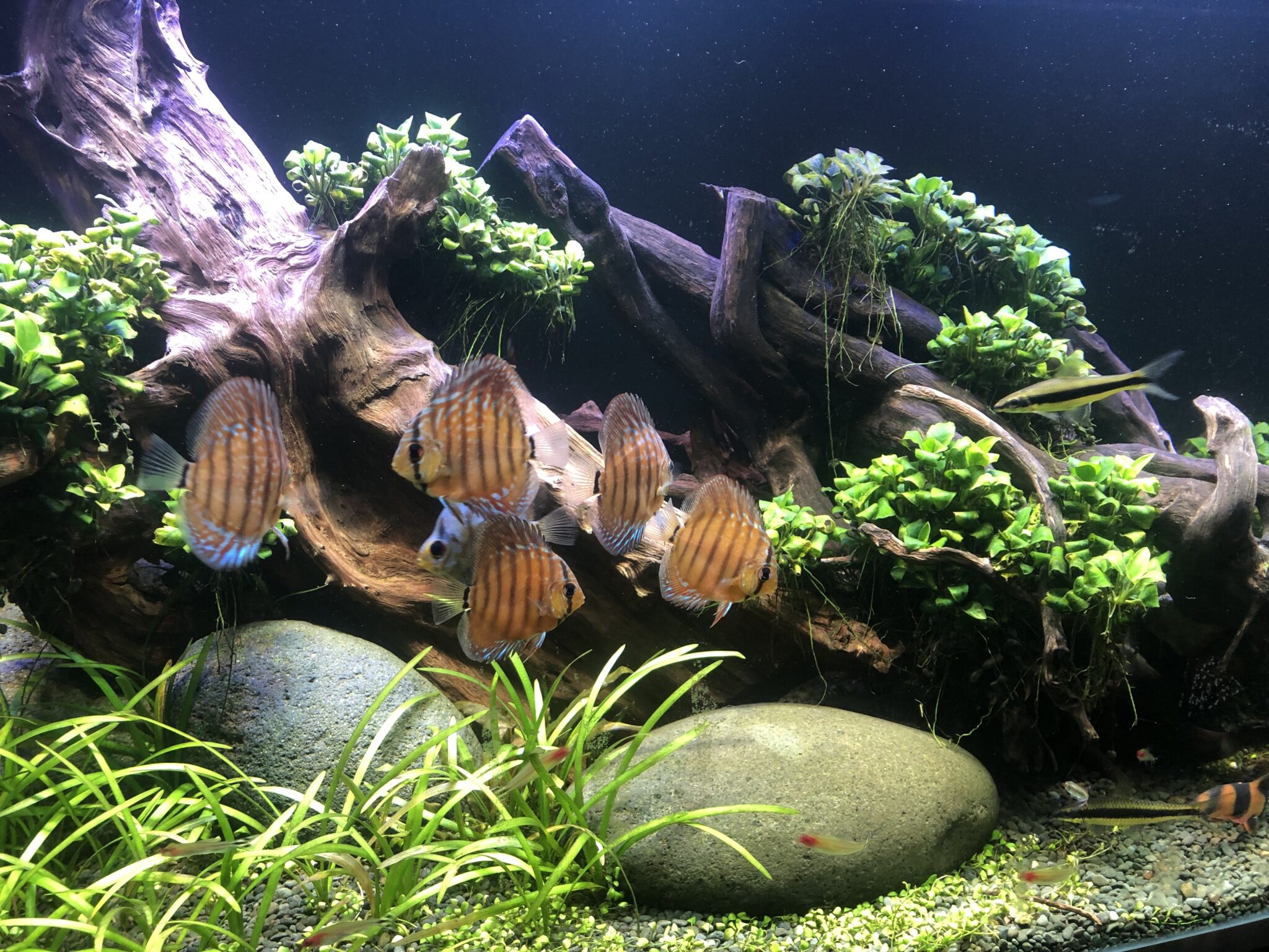 Aquariums & Fish Tanks Auckland  Design, Installation & Cleaning