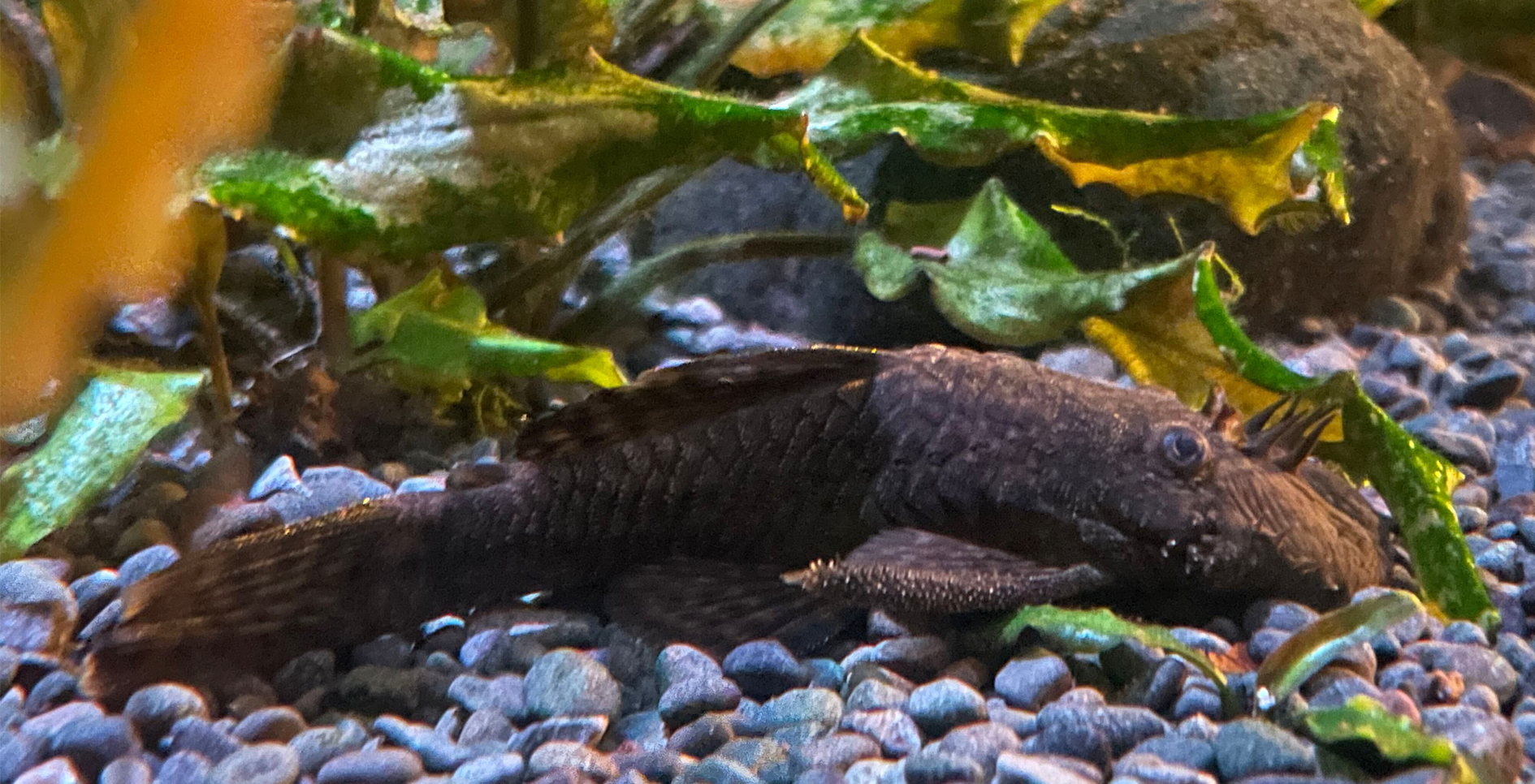 Aquarium Feature Fish - The Pleco