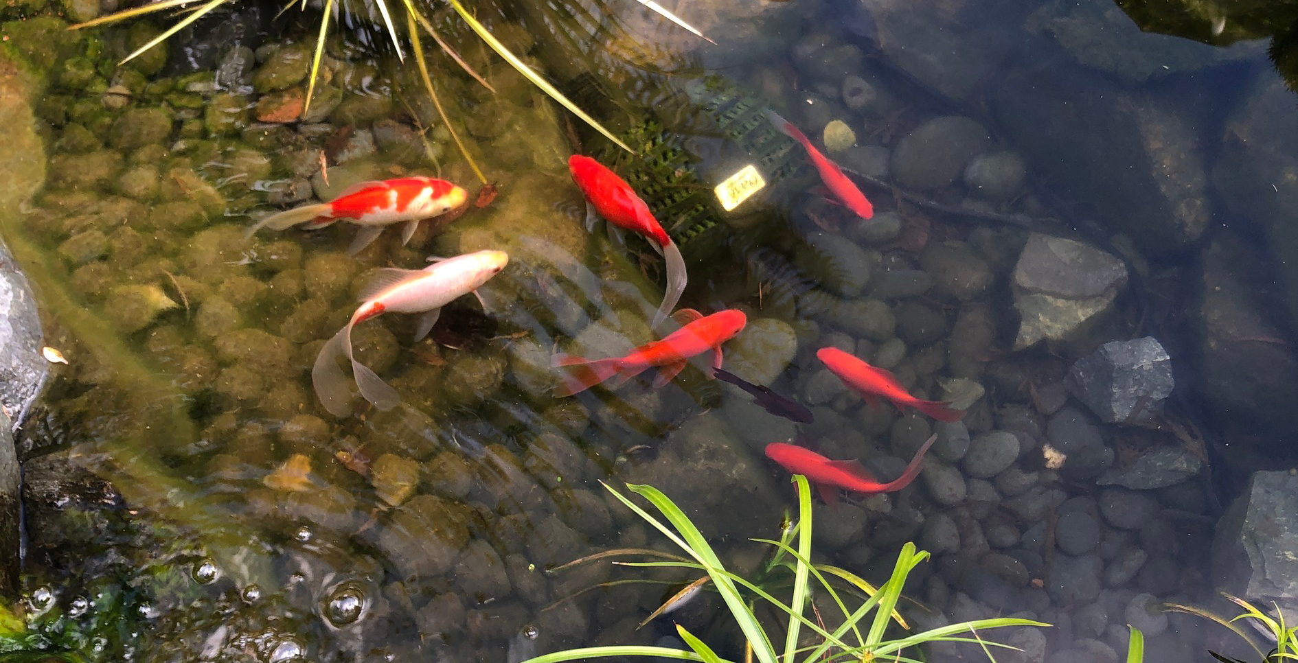 Pond Fish Feeding