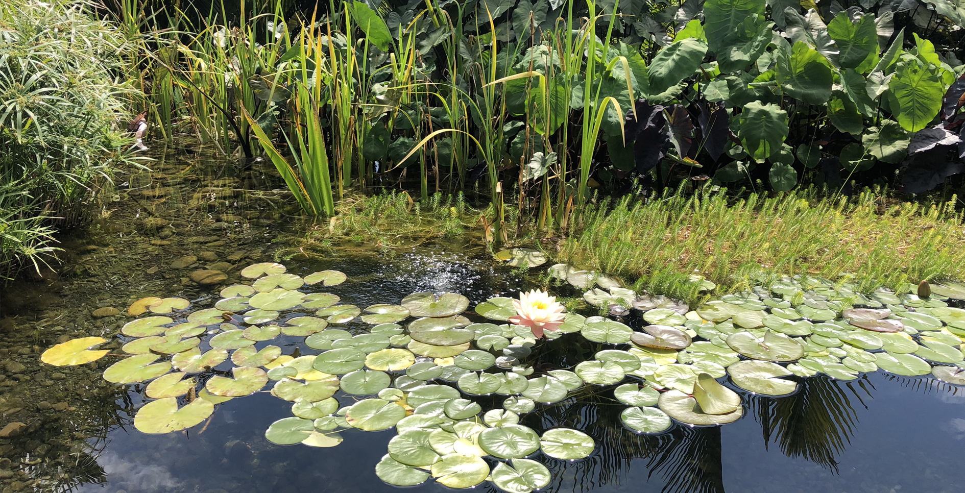 Your Pond Seasonality - Spring