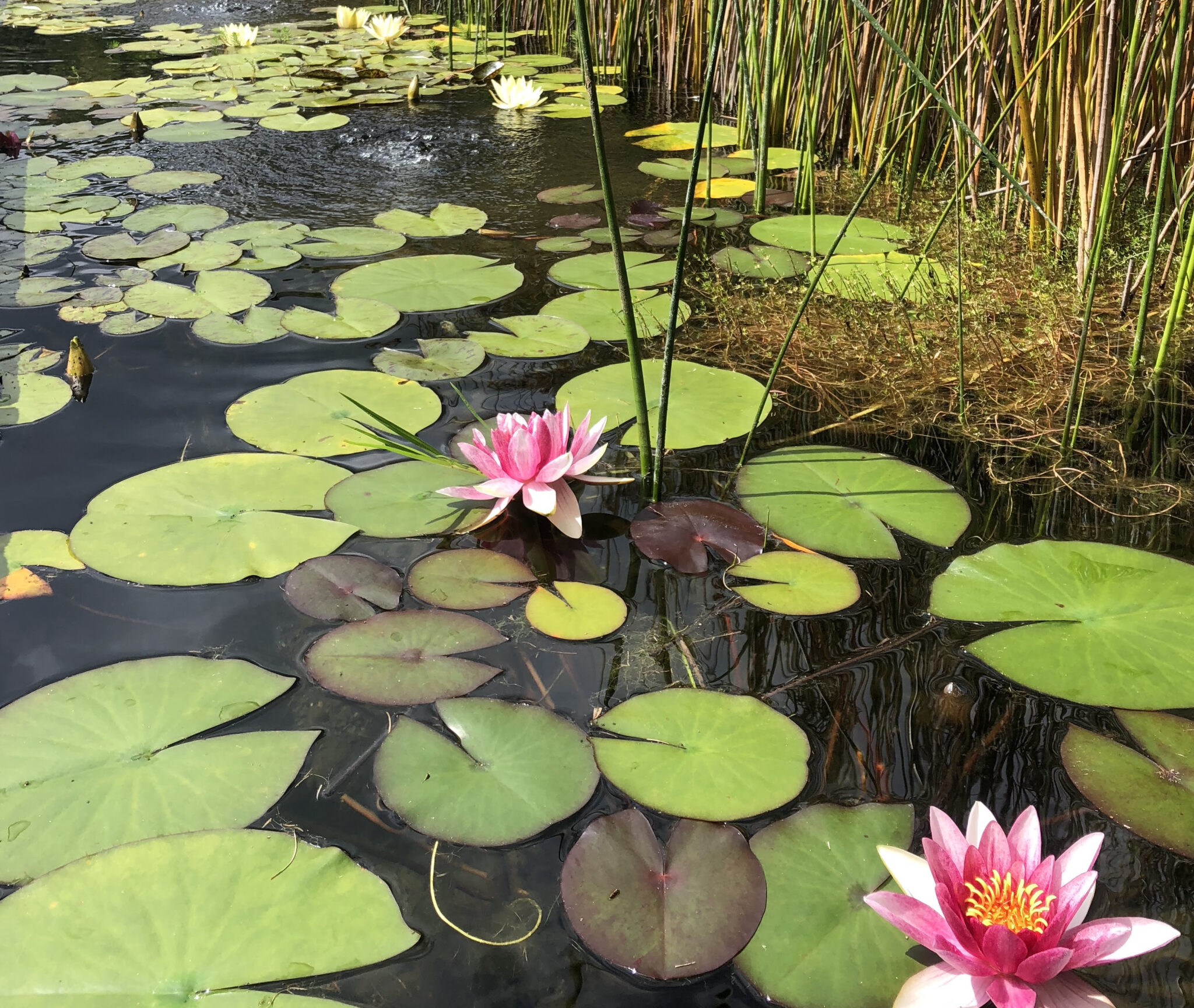 Pond plants provide an excellent spawning ground for fish