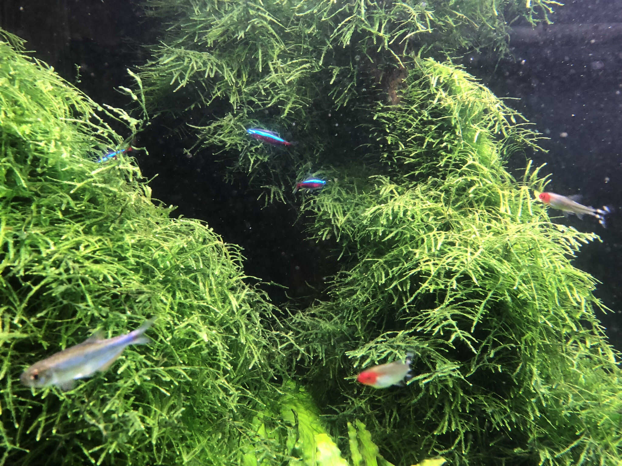 Tetras are schooling dither fish
