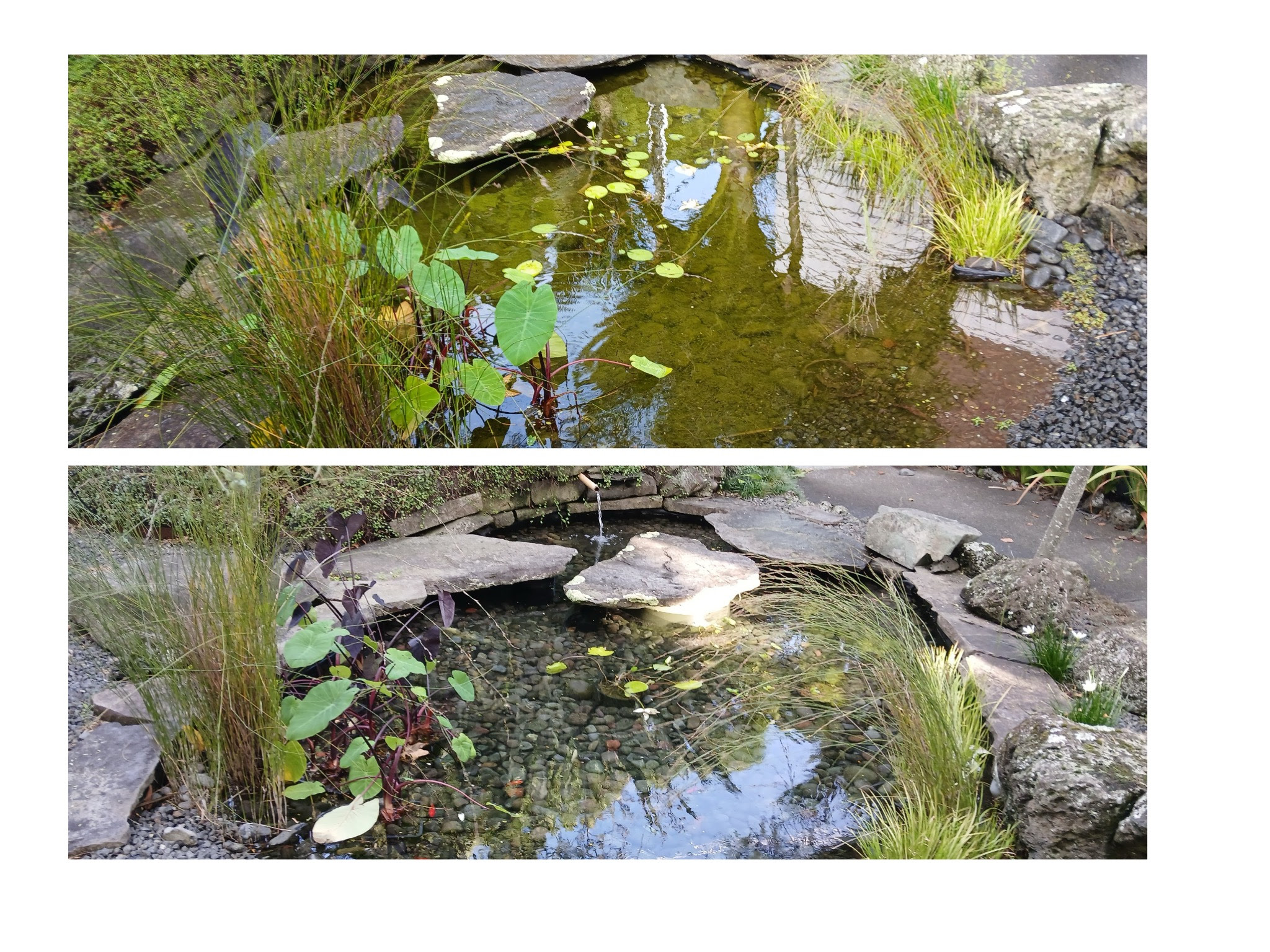 Before and after winter pond service
