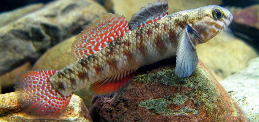 NZ Native Aquariums