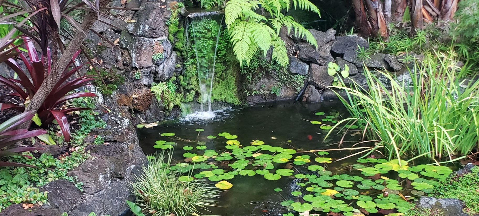 The Benefits of a Pond Winter Prep