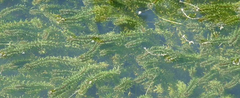The truth about Oxygen Weeds