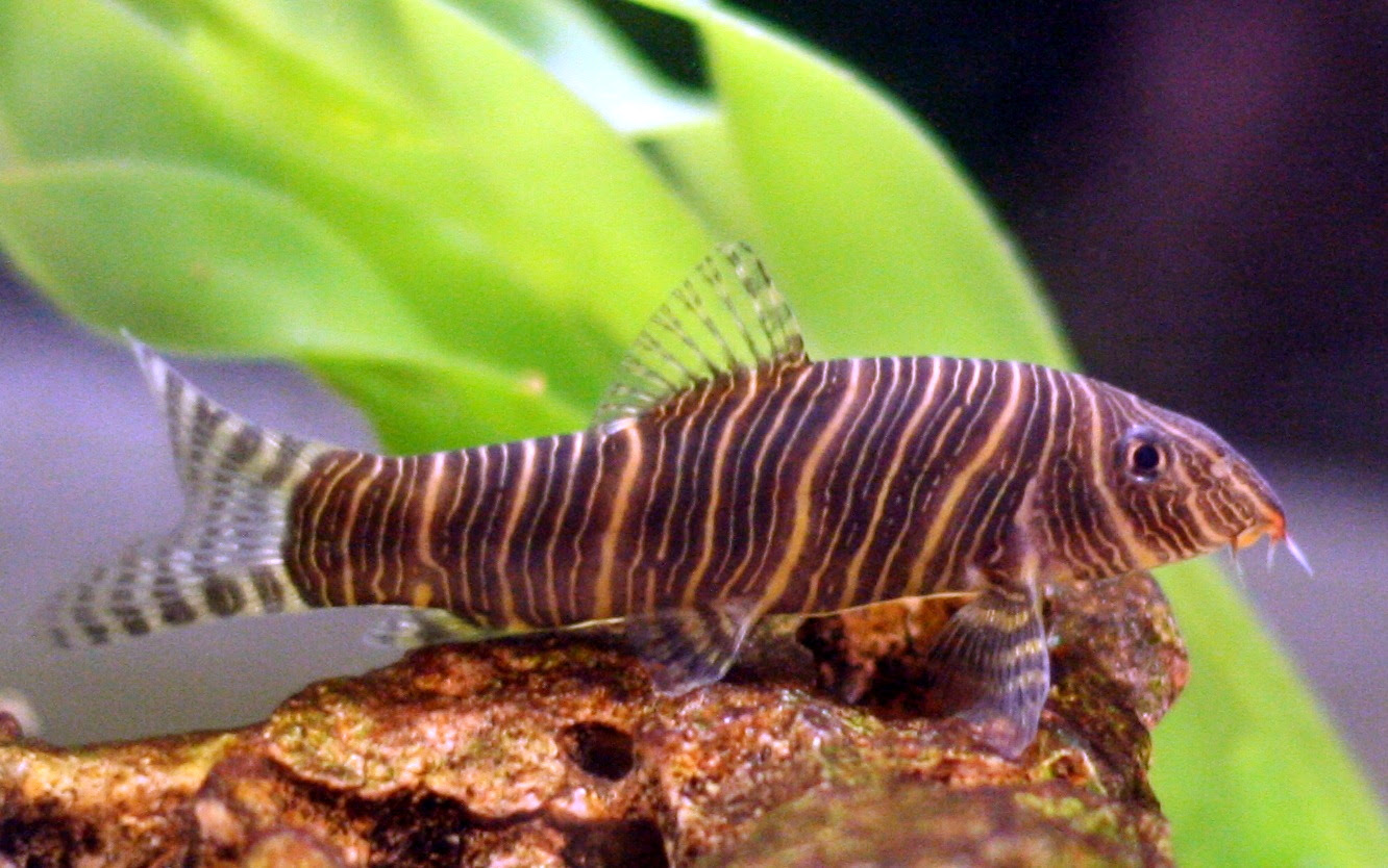 Aquarium Fish - The zebra loach Aquarium Fish - The zebra loach - Botia striata