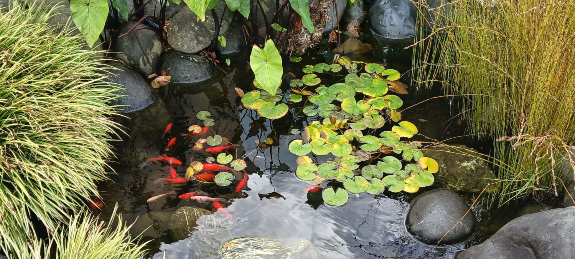 Caring for garden ponds in spring