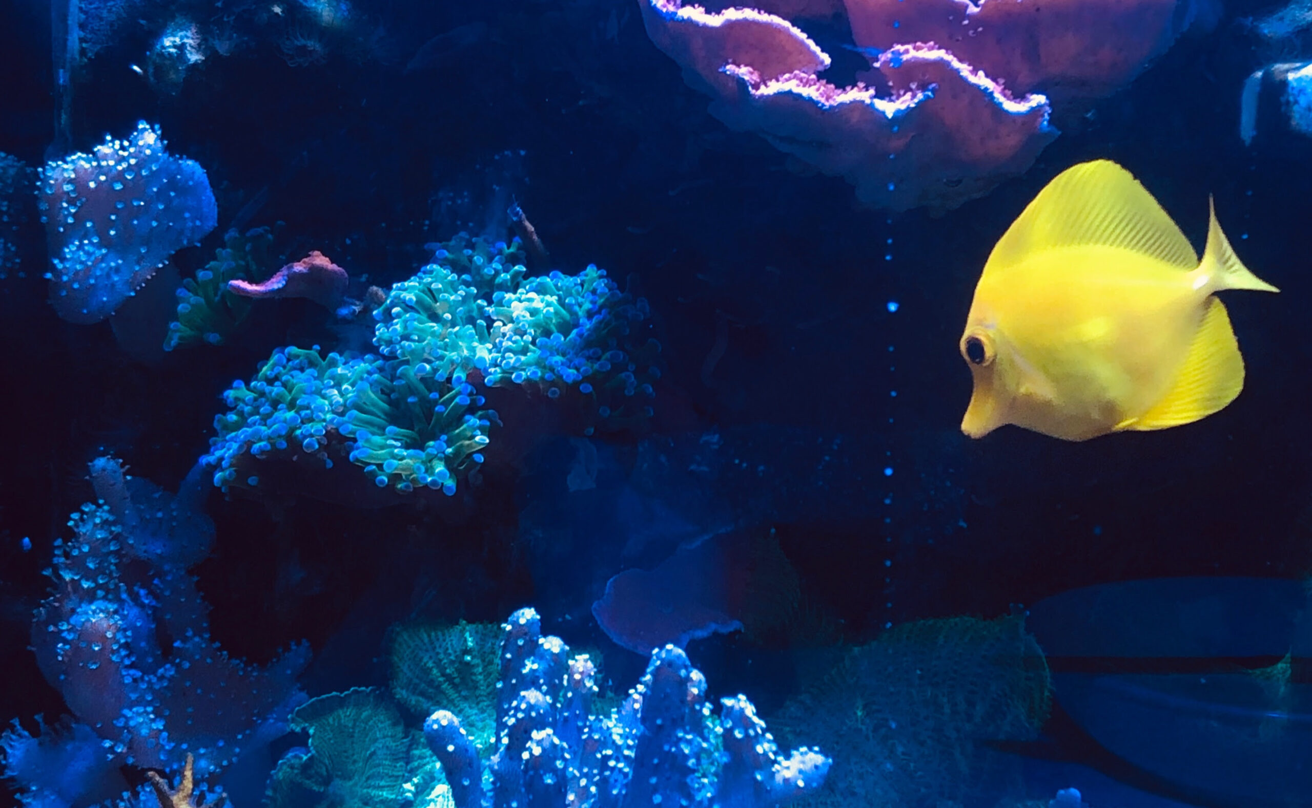 In-house reef aquarium In-house reef aquarium