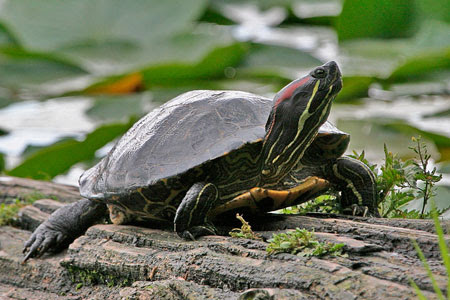 Safe thriving turtle pond