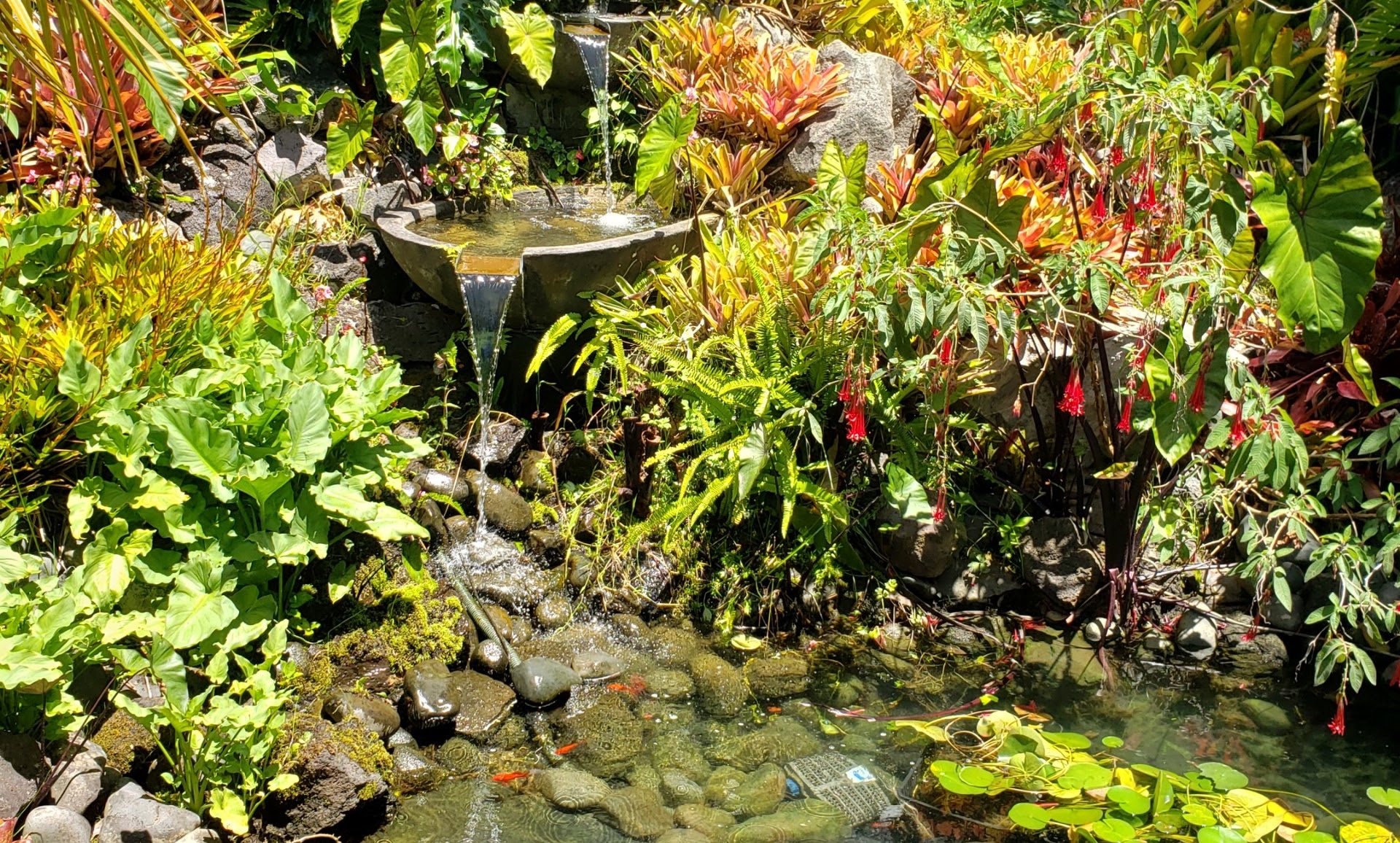 Spring cleaning around your pond