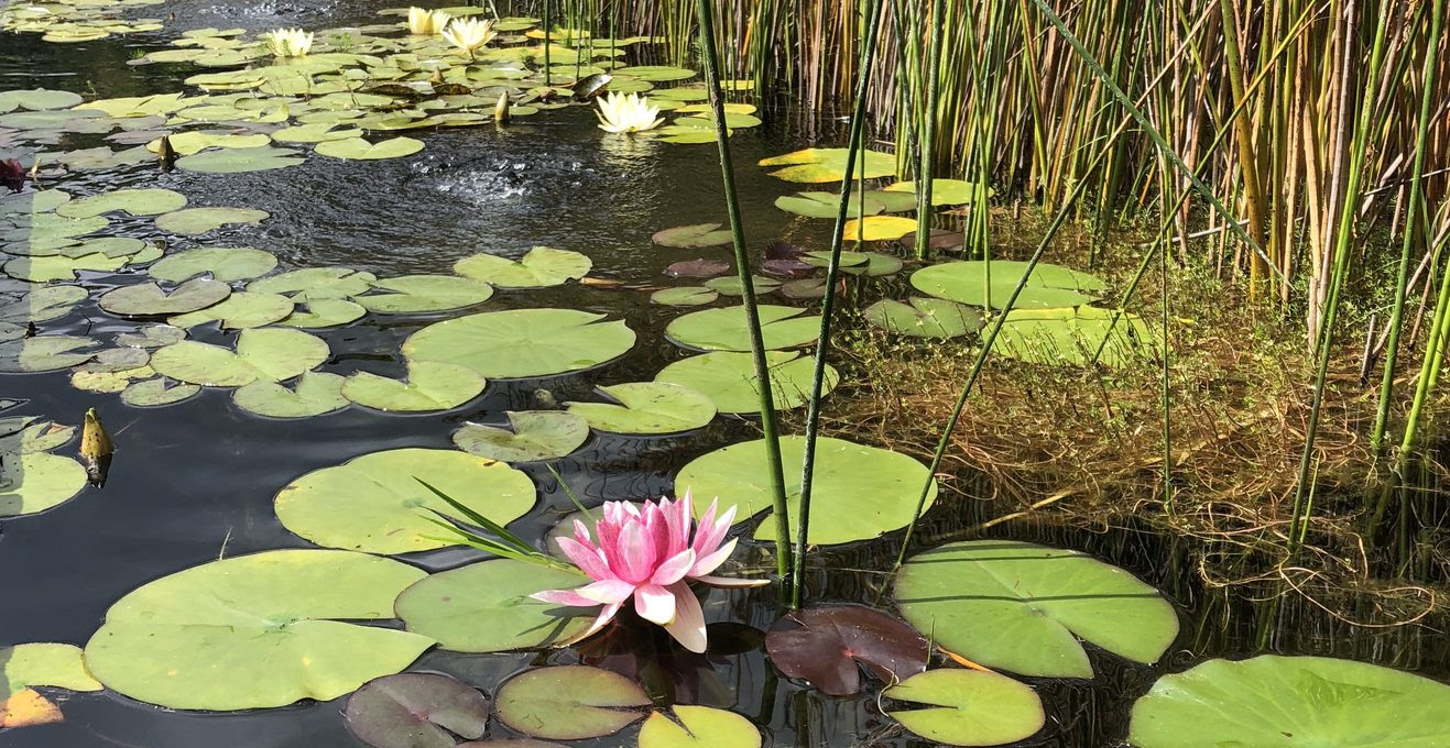 Summer Pond Bliss