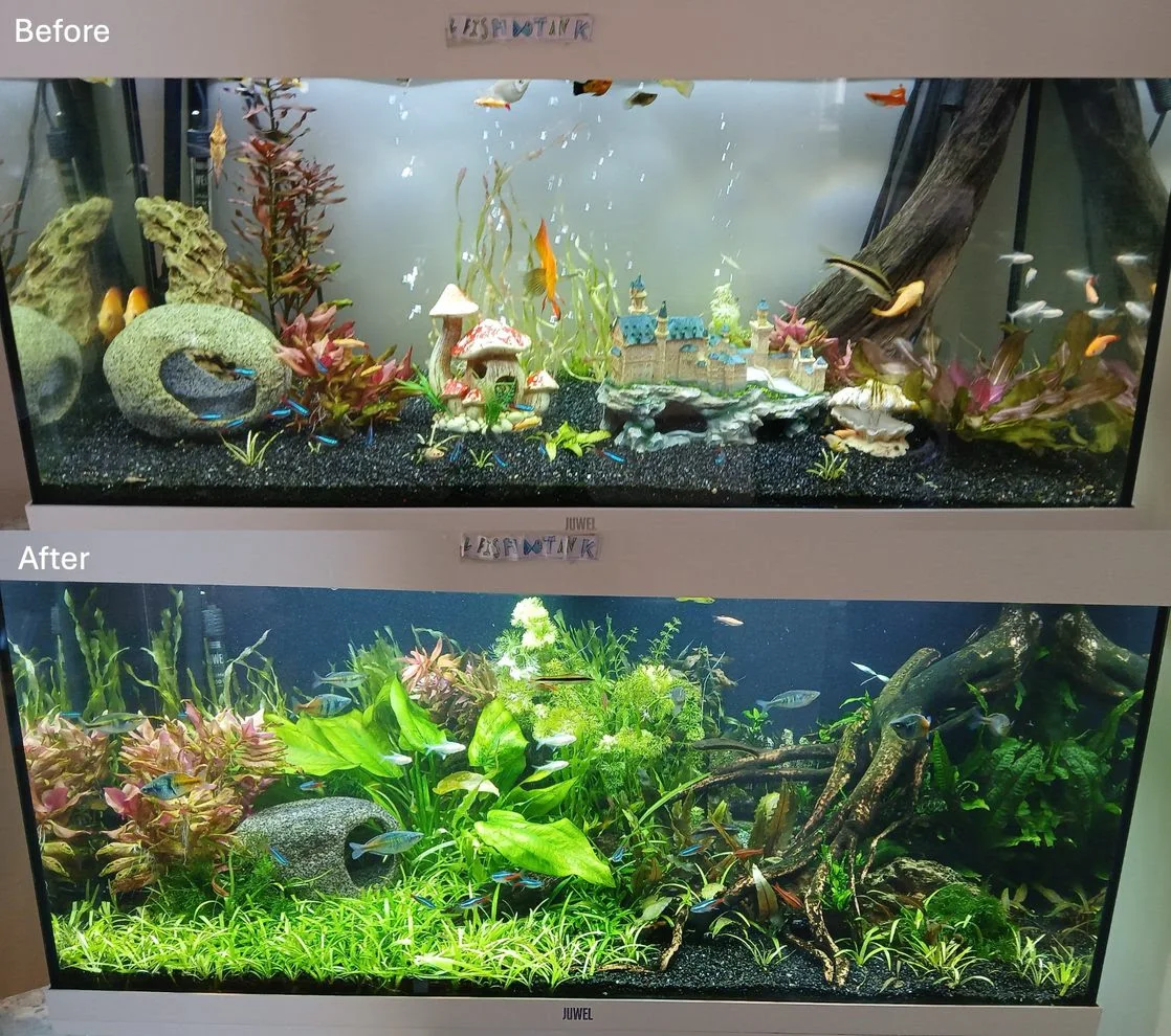 Aquarium Makeovers