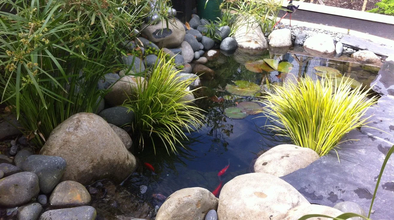 Getting your pond ready for winter 2026